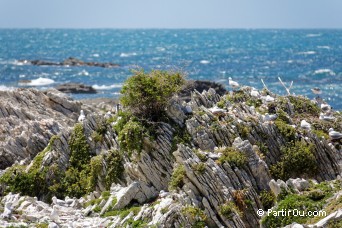 Pninsule de Kaikoura - Nouvelle-Zlande