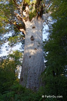 Tane Mahuta - Waipoua - Nouvelle-Zlande