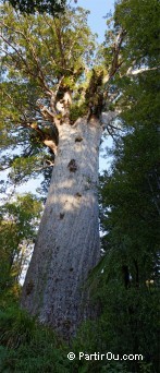 Tane Mahuta (Kauri) - Nouvelle-Zélande