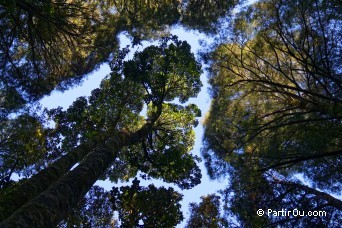Trounson Kauri Park - Nouvelle-Zélande