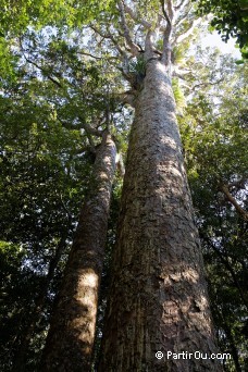 Trounson Kauri Park - Nouvelle-Zlande