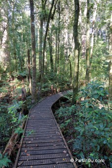 Trounson Kauri Park - Nouvelle-Zélande