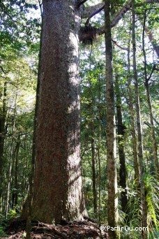 Trounson Kauri Park - Nouvelle-Zlande