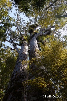 Trounson Kauri Park - Nouvelle-Zlande