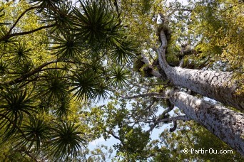 Trounson Kauri Park - Nouvelle-Zlande