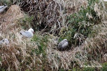 Mouettes - Pninsule d'Otago - Nouvelle-Zlande