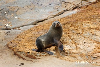 Otarie  fourrure - Shag Point Nature Reserve - Nouvelle-Zlande