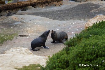 Otaries  fourrure - Shag Point Nature Reserve - Nouvelle-Zlande