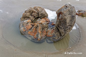 Moeraki Boulders - Nouvelle-Zlande