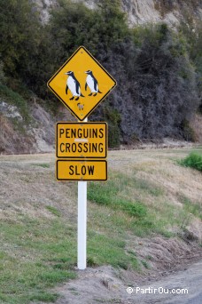 Panneau Manchots pygmes - Oamaru - Nouvelle-Zlande