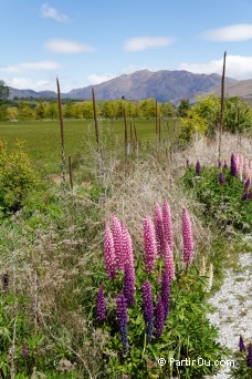 Lupins - Nouvelle-Zlande