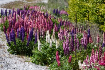 Lupins - Nouvelle-Zlande