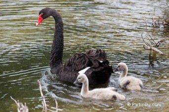 Cygnes noirs - Lac Rotorua - Nouvelle-Zlande