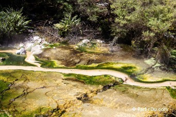 Birds Nest Terrace - Waimangu - Nouvelle-Zlande