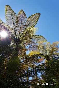 Fougre arborescente