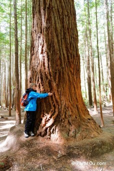 The Redwoods - Whakarewarewa Forest - Nouvelle-Zélande