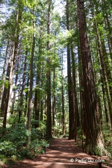 The Redwoods - Whakarewarewa Forest - Nouvelle-Zélande