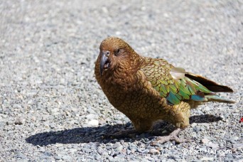 Kea - Nouvelle-Zlande