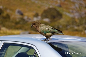 Kea - Nouvelle-Zlande