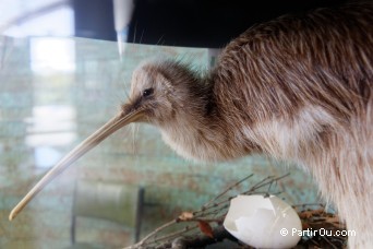 Kiwi