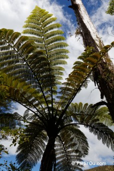 Fougre arborescente