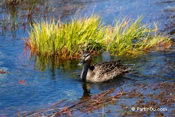 Pupu Springs - Golden Bay - Nouvelle-Zlande