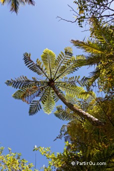 Fougre arborescente