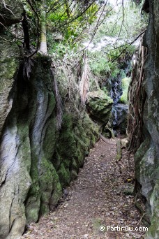 The Grove - Golden Bay - Nouvelle-Zlande