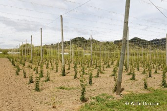 Houblon - Nouvelle-Zlande