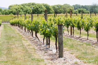 Vignes - Nouvelle-Zlande