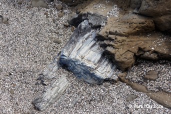 Petrified Forest - The Catlins - Nouvelle-Zlande