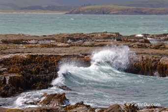 Curio Bay - The Catlins - Nouvelle-Zlande