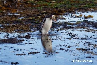 The Catlins - Nouvelle-Zlande