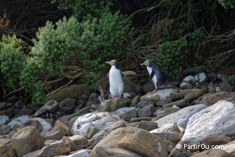 Curio Bay - The Catlins - Nouvelle-Zlande