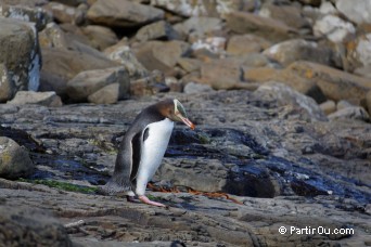 Curio Bay - The Catlins - Nouvelle-Zlande