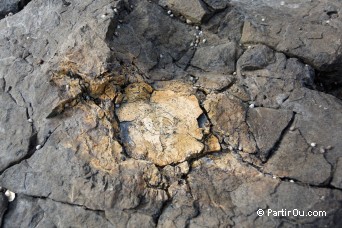 Petrified Forest - The Catlins - Nouvelle-Zlande