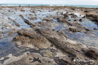 The Catlins - Nouvelle-Zlande