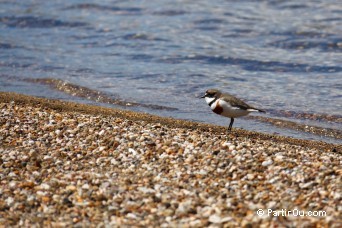 Oiseau au Blue Lake - Tongariro - Nouvelle-Zlande