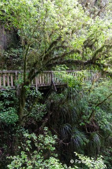 Rserve Ruakuri - Waitomo - Nouvelle-Zlande