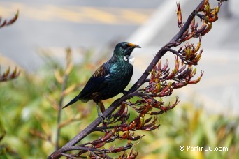 Tui