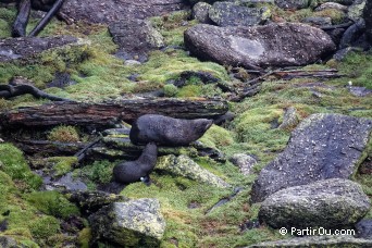 Otaries  fourrure au Cap Foulwind - Nouvelle-Zlande