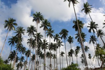 Cocotiers - Palawan - Philippines