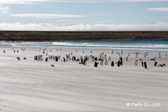 Manchots papous  Volunteer Point - Malouines