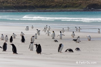 iles des malouines