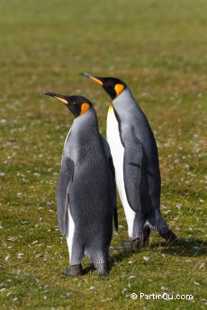 Manchots royaux