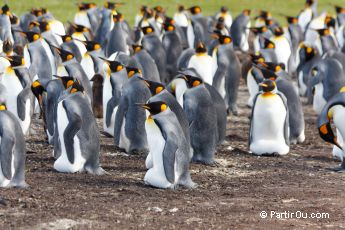 Manchots royaux  Volunteer Point - Malouines