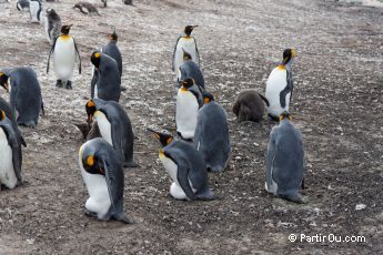 Manchots royaux  Saunders Island - Malouines