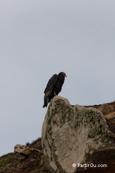 Urubu  tte rouge