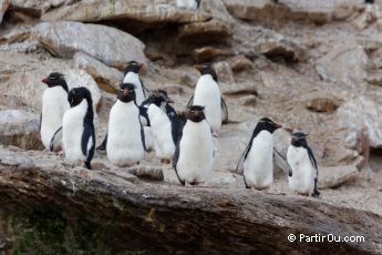 Gorfous sauteurs  Saunders Island - Malouines