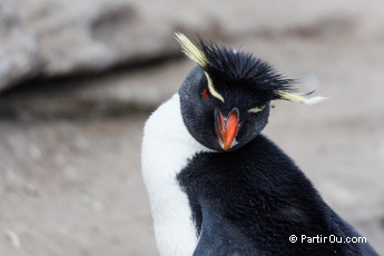 Gorfou sauteur  Saunders Island - Malouines